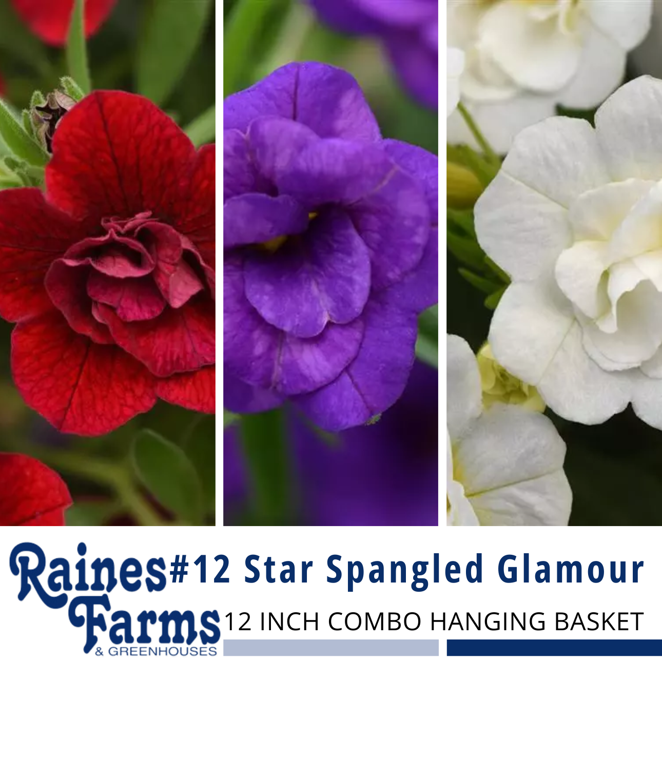 #12: Star Spangled Glamour 12 Inch Combo Hanging Basket